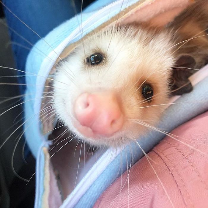 Meet Sesame, The Skunk Who Broke All Stereotypes Of His Species