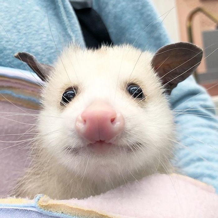 Meet Sesame, The Skunk Who Broke All Stereotypes Of His Species