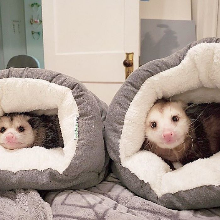 Meet Sesame, The Skunk Who Broke All Stereotypes Of His Species