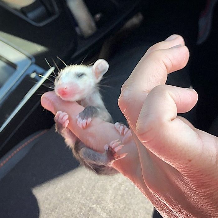 Meet Sesame, The Skunk Who Broke All Stereotypes Of His Species
