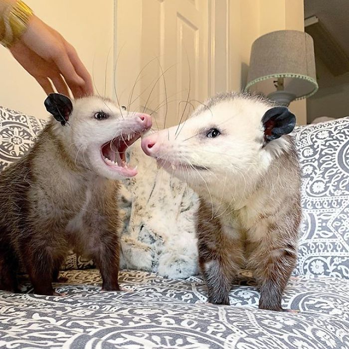 Meet Sesame, The Skunk Who Broke All Stereotypes Of His Species