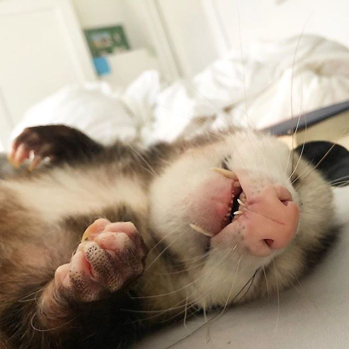 Meet Sesame, The Skunk Who Broke All Stereotypes Of His Species