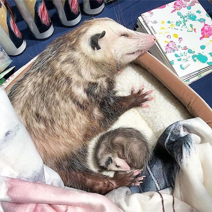 Meet Sesame, The Skunk Who Broke All Stereotypes Of His Species