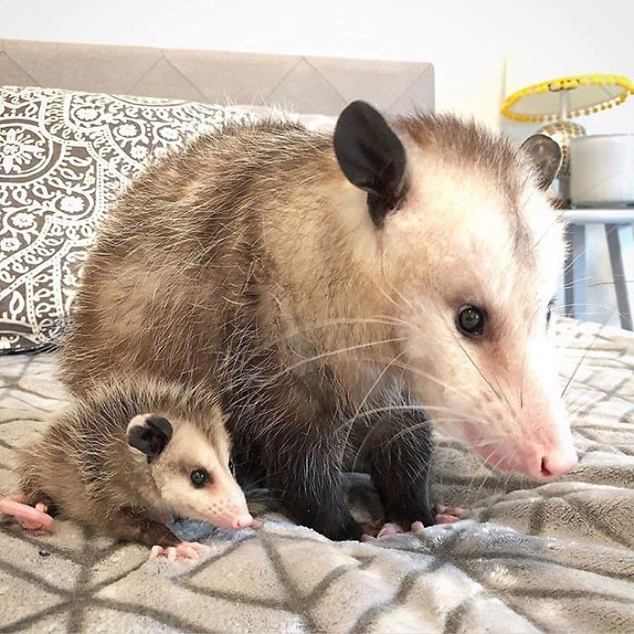 Meet Sesame, The Skunk Who Broke All Stereotypes Of His Species