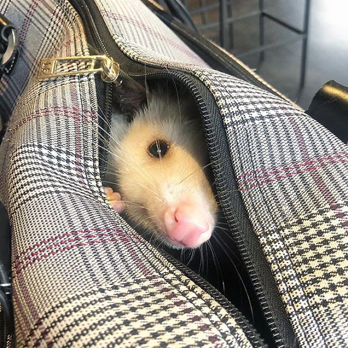 Meet Sesame, The Skunk Who Broke All Stereotypes Of His Species