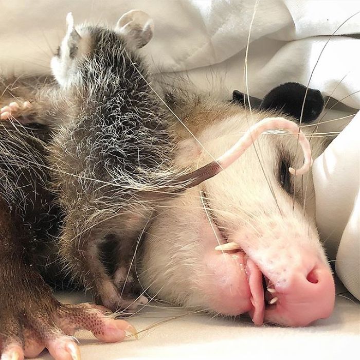 Meet Sesame, The Skunk Who Broke All Stereotypes Of His Species