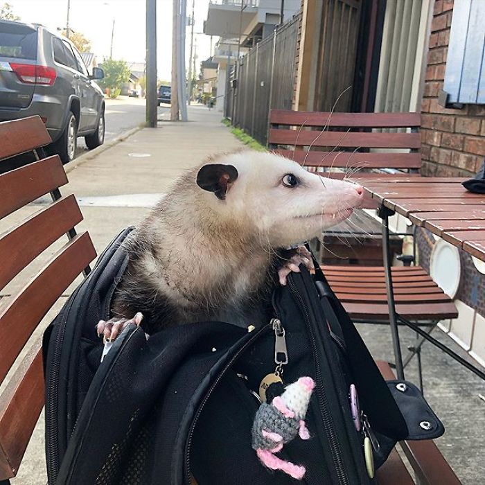 Meet Sesame, The Skunk Who Broke All Stereotypes Of His Species