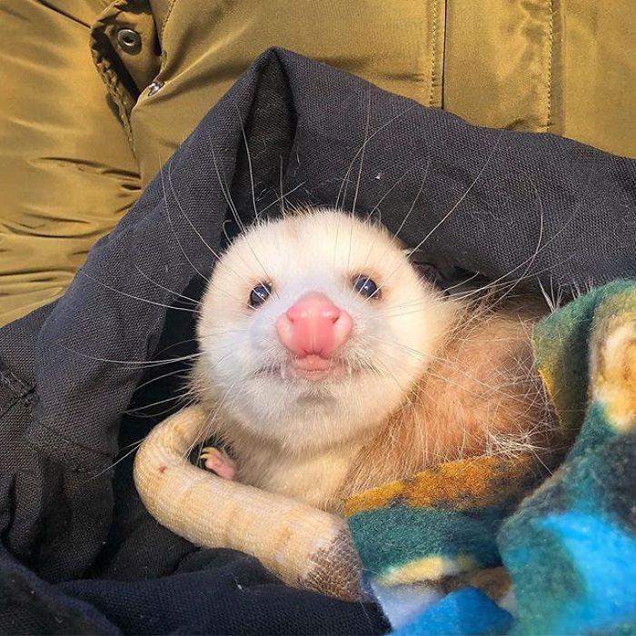 Meet Sesame, The Skunk Who Broke All Stereotypes Of His Species