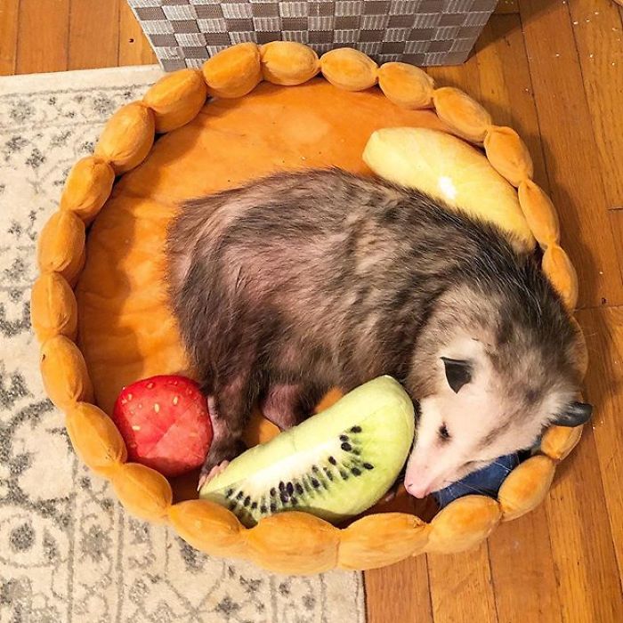 Meet Sesame, The Skunk Who Broke All Stereotypes Of His Species