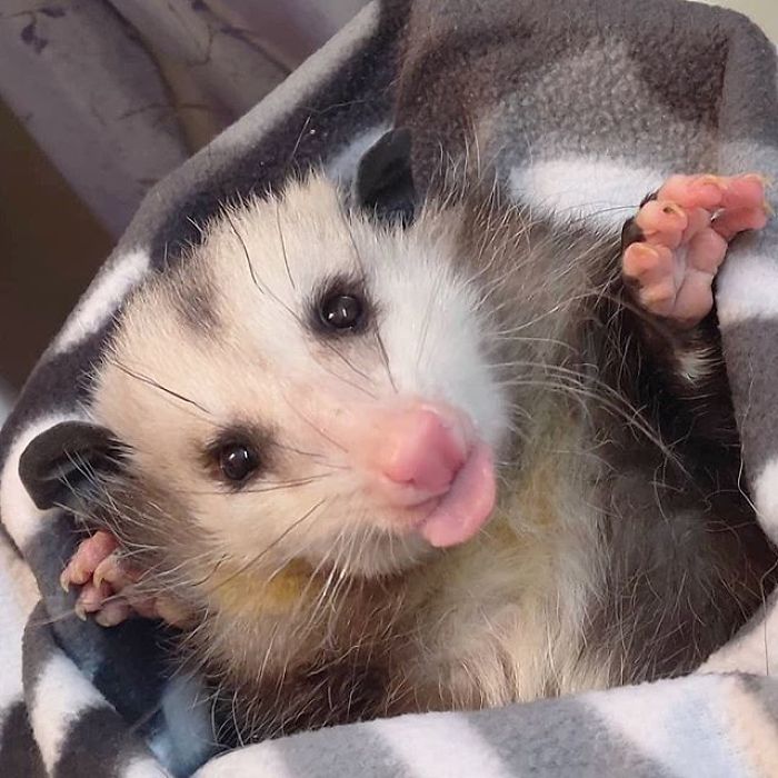 Meet Sesame, The Skunk Who Broke All Stereotypes Of His Species