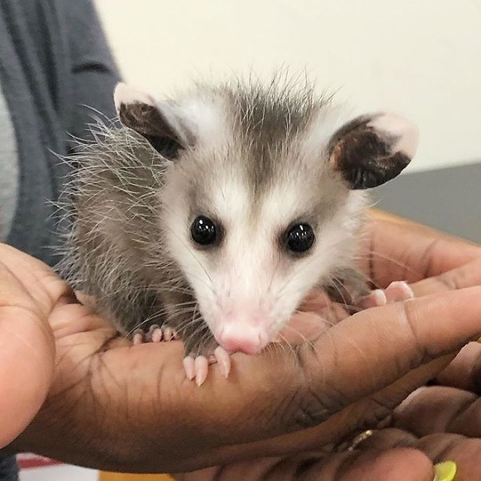 Meet Sesame, The Skunk Who Broke All Stereotypes Of His Species