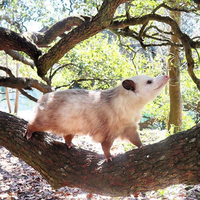 Meet Sesame, The Skunk Who Broke All Stereotypes Of His Species
