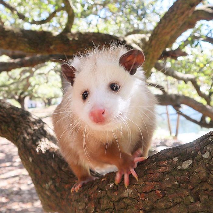 Meet Sesame, The Skunk Who Broke All Stereotypes Of His Species