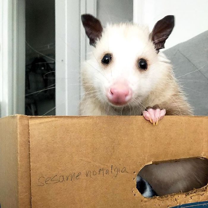 Meet Sesame, The Skunk Who Broke All Stereotypes Of His Species
