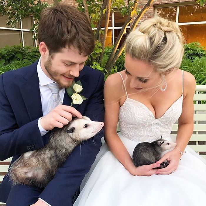 Meet Sesame, The Skunk Who Broke All Stereotypes Of His Species