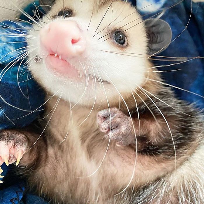 Meet Sesame, The Skunk Who Broke All Stereotypes Of His Species