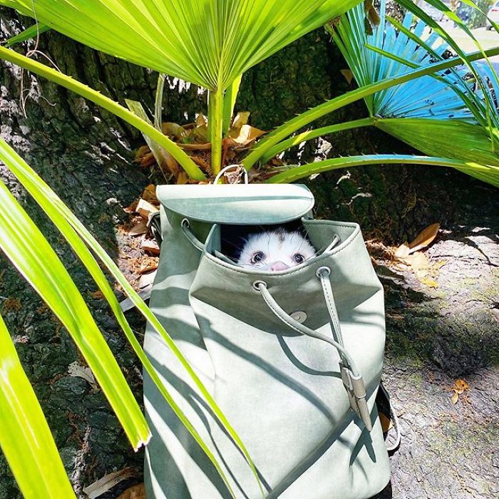 Meet Sesame, The Skunk Who Broke All Stereotypes Of His Species