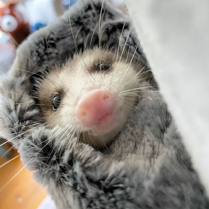 Meet Sesame, The Skunk Who Broke All Stereotypes Of His Species