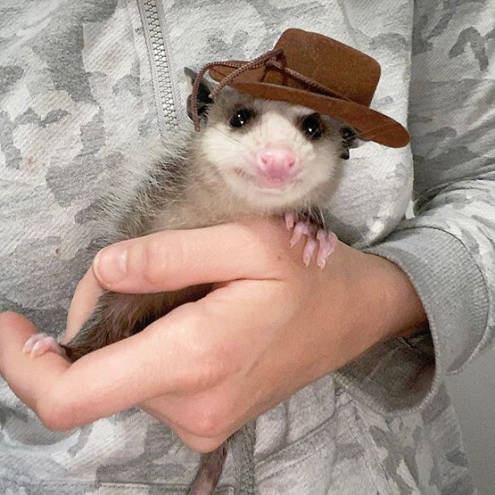 Meet Sesame, The Skunk Who Broke All Stereotypes Of His Species