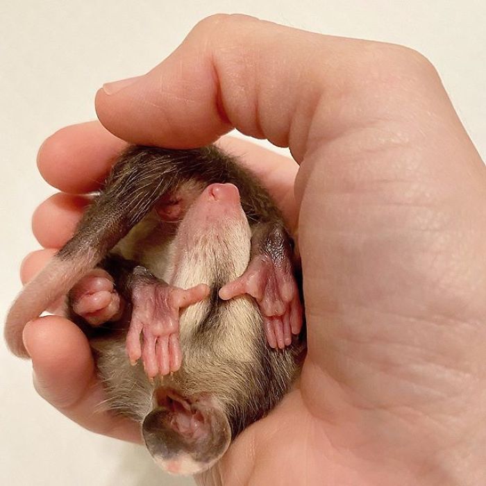 Meet Sesame, The Skunk Who Broke All Stereotypes Of His Species