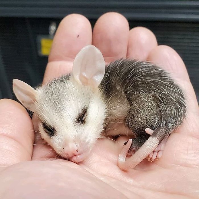 Meet Sesame, The Skunk Who Broke All Stereotypes Of His Species