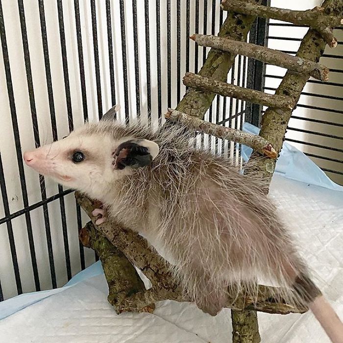 Meet Sesame, The Skunk Who Broke All Stereotypes Of His Species