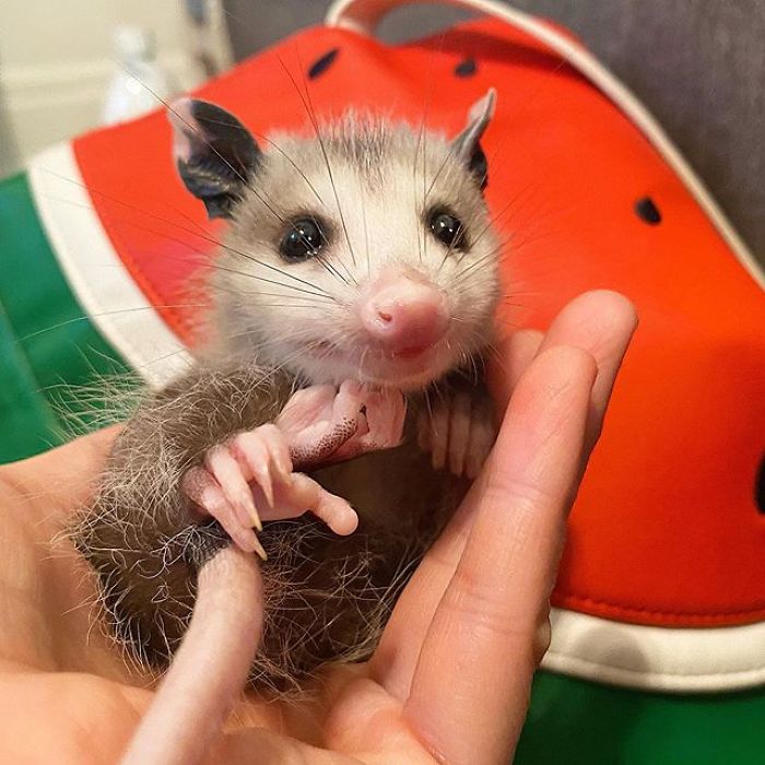 Meet Sesame, The Skunk Who Broke All Stereotypes Of His Species