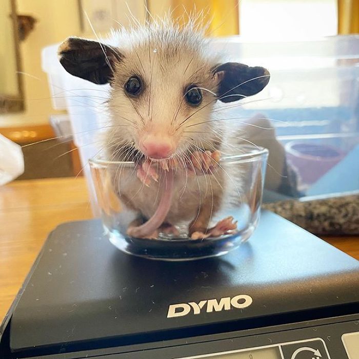 Meet Sesame, The Skunk Who Broke All Stereotypes Of His Species