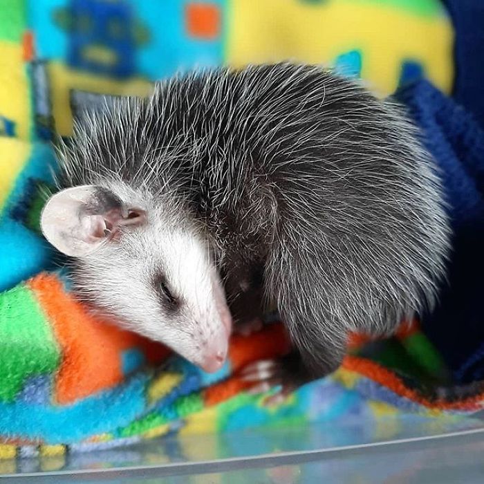 Meet Sesame, The Skunk Who Broke All Stereotypes Of His Species