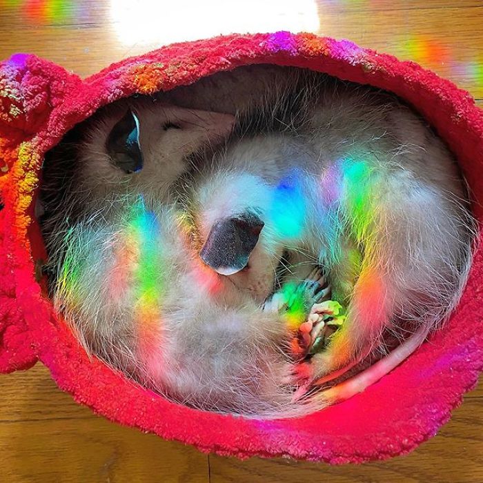 Meet Sesame, The Skunk Who Broke All Stereotypes Of His Species