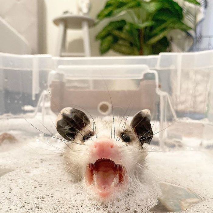 Meet Sesame, The Skunk Who Broke All Stereotypes Of His Species