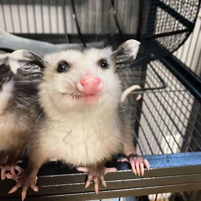 Meet Sesame, The Skunk Who Broke All Stereotypes Of His Species