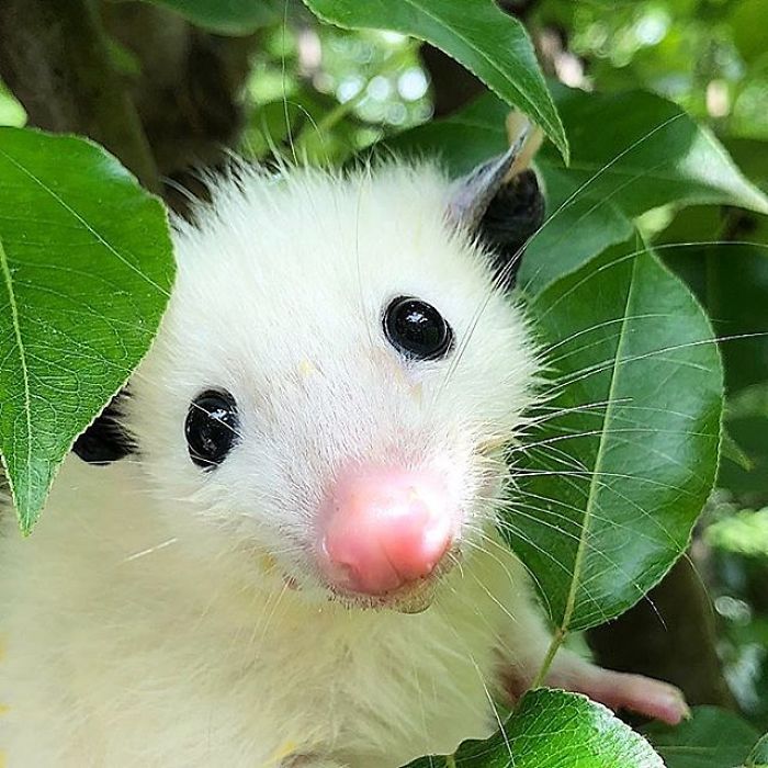 Meet Sesame, The Skunk Who Broke All Stereotypes Of His Species