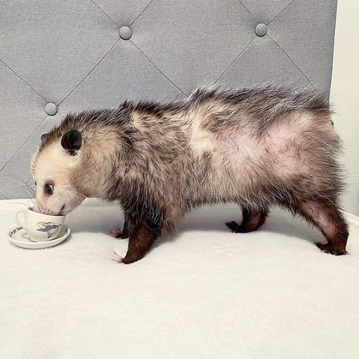 Meet Sesame, The Skunk Who Broke All Stereotypes Of His Species