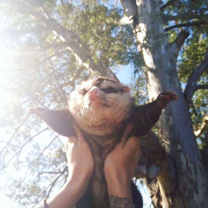 Meet Sesame, The Skunk Who Broke All Stereotypes Of His Species