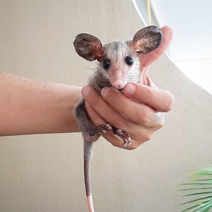 Meet Sesame, The Skunk Who Broke All Stereotypes Of His Species