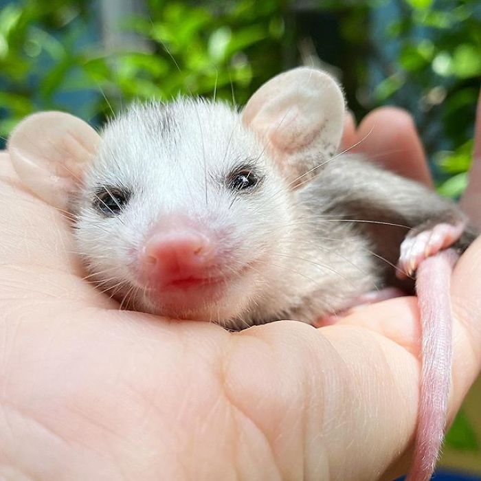 Meet Sesame, The Skunk Who Broke All Stereotypes Of His Species