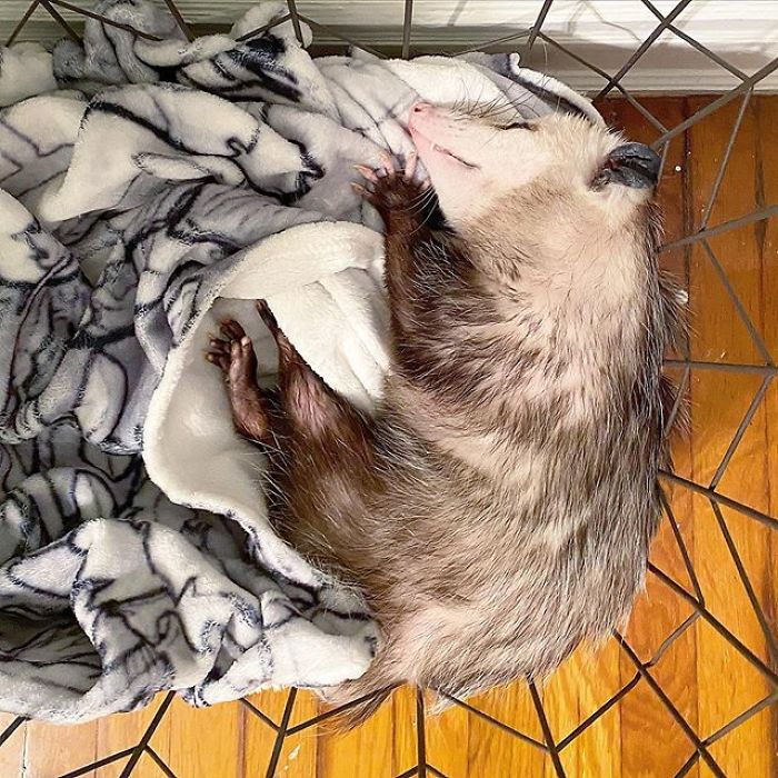 Meet Sesame, The Skunk Who Broke All Stereotypes Of His Species