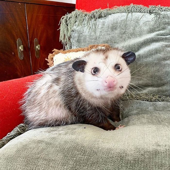 Meet Sesame, The Skunk Who Broke All Stereotypes Of His Species