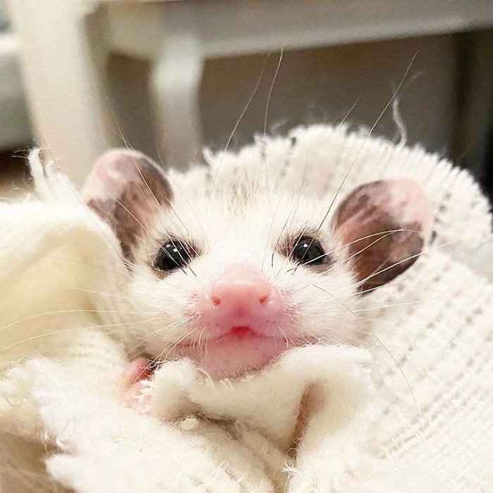 Meet Sesame, The Skunk Who Broke All Stereotypes Of His Species