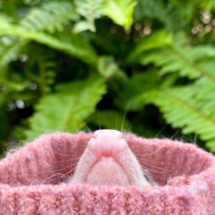 Meet Sesame, The Skunk Who Broke All Stereotypes Of His Species