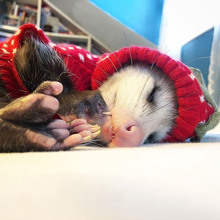 Meet Sesame, The Skunk Who Broke All Stereotypes Of His Species