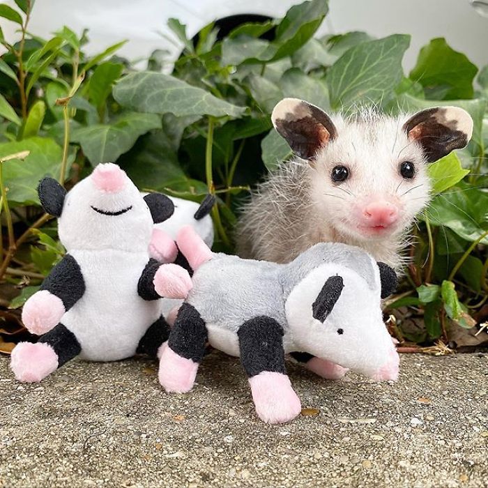 Meet Sesame, The Skunk Who Broke All Stereotypes Of His Species