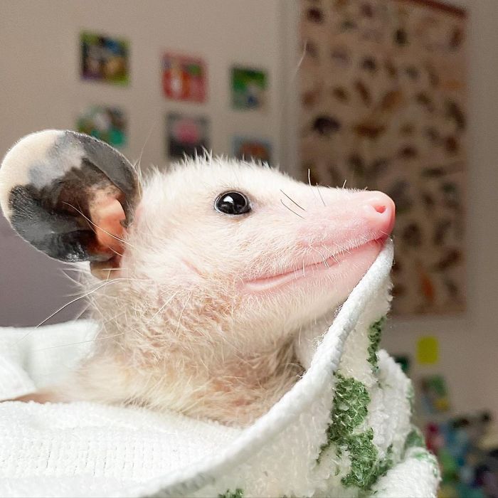 Meet Sesame, The Skunk Who Broke All Stereotypes Of His Species