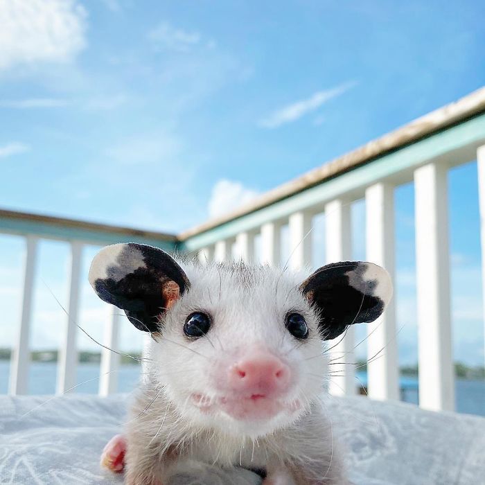 Meet Sesame, The Skunk Who Broke All Stereotypes Of His Species