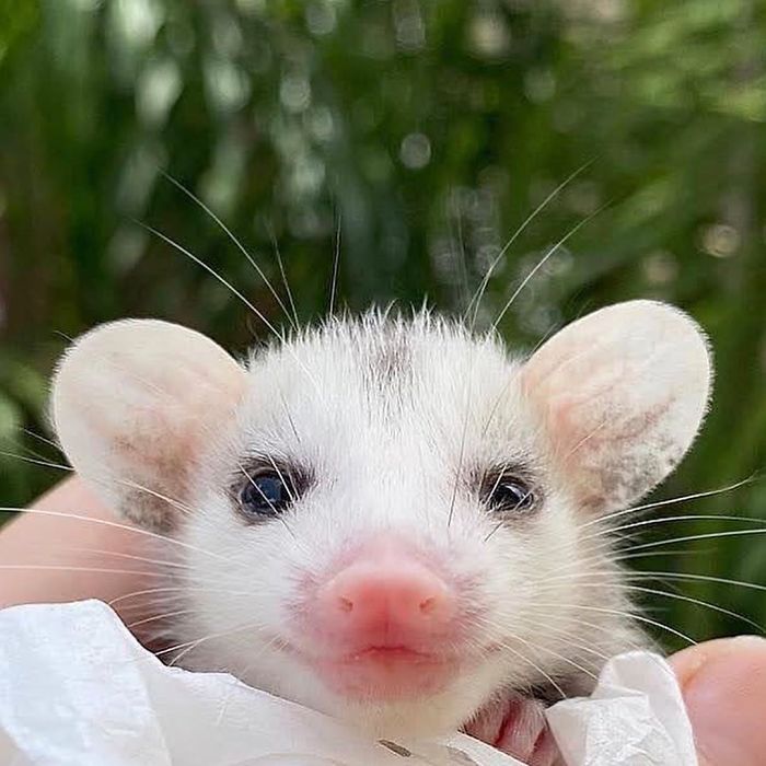 Meet Sesame, The Skunk Who Broke All Stereotypes Of His Species