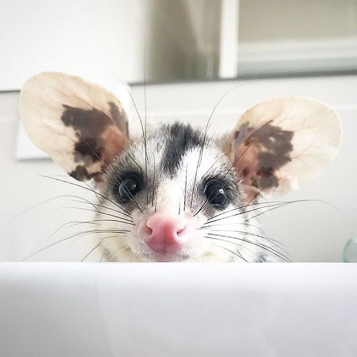 Meet Sesame, The Skunk Who Broke All Stereotypes Of His Species