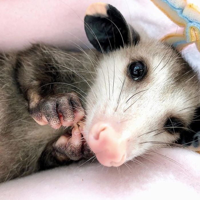 Meet Sesame, The Skunk Who Broke All Stereotypes Of His Species