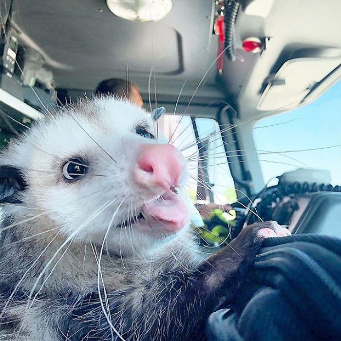 Meet Sesame, The Skunk Who Broke All Stereotypes Of His Species