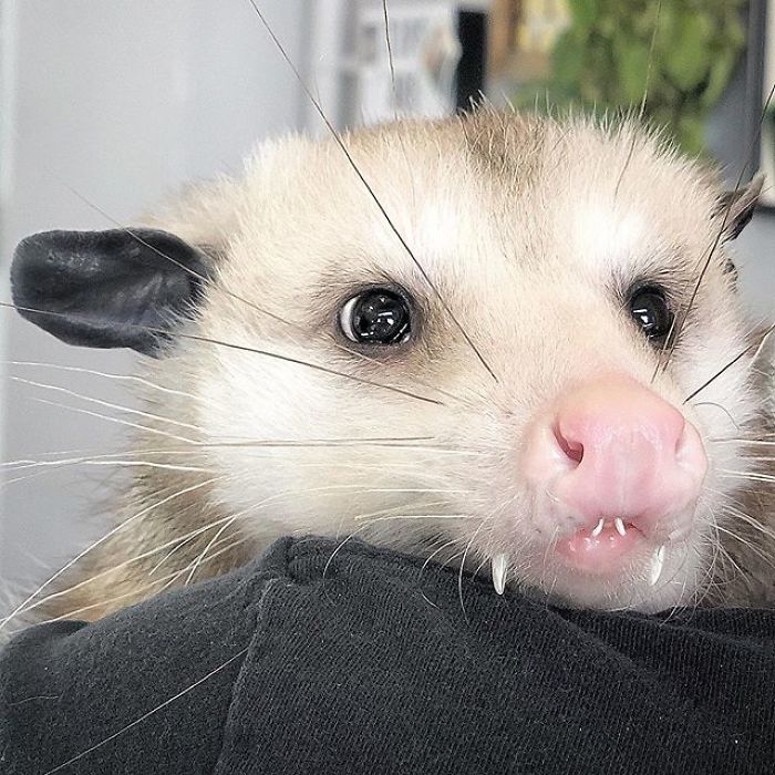 Meet Sesame, The Skunk Who Broke All Stereotypes Of His Species